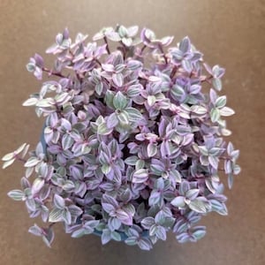 Pink Panther - Starter Plant (ALL STARTER PLANTS require you to purchase 2 plants!)