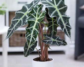 Alocasia Polly Starter Plant (ALL STARTER PLANTS require you to purchase 2 plants!)