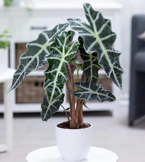 Alocasia Polly Starter Plant (ALL STARTER PLANTS require you to purchase 2 plants!)