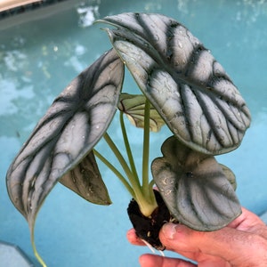 Alocasia Silver Dragon starter plant **(ALL starter plants require you to purchase any 2 plants)**