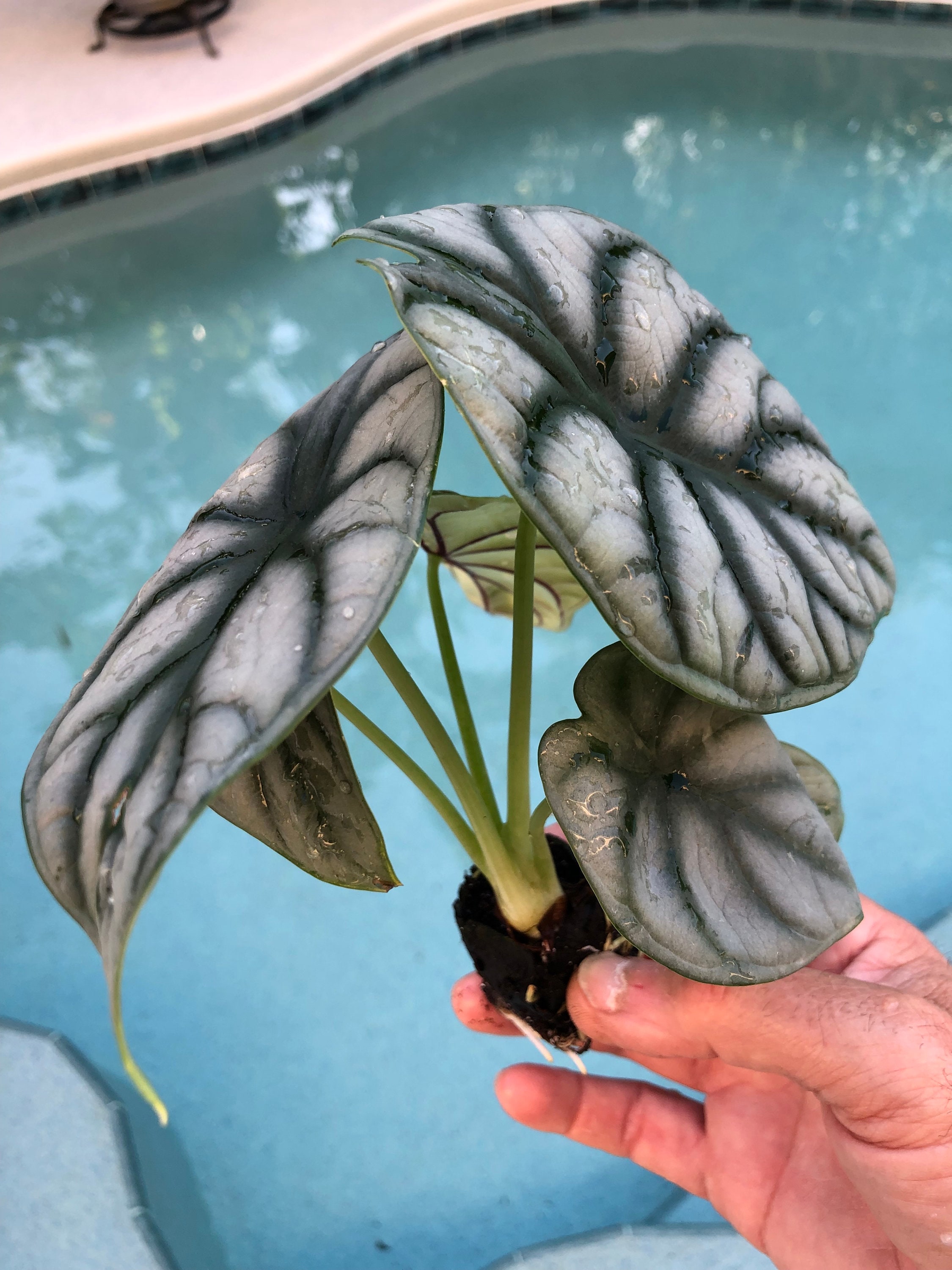 Alocasia Baginda 'Silver Dragon' Sport Variegated — Stayin