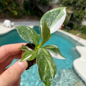 Puede incluir: Una peque&ntilde;a planta de interior variegada con hojas blancas y verdes. La planta est&aacute; siendo sostenida por una mano, y el fondo es una imagen borrosa de una piscina.