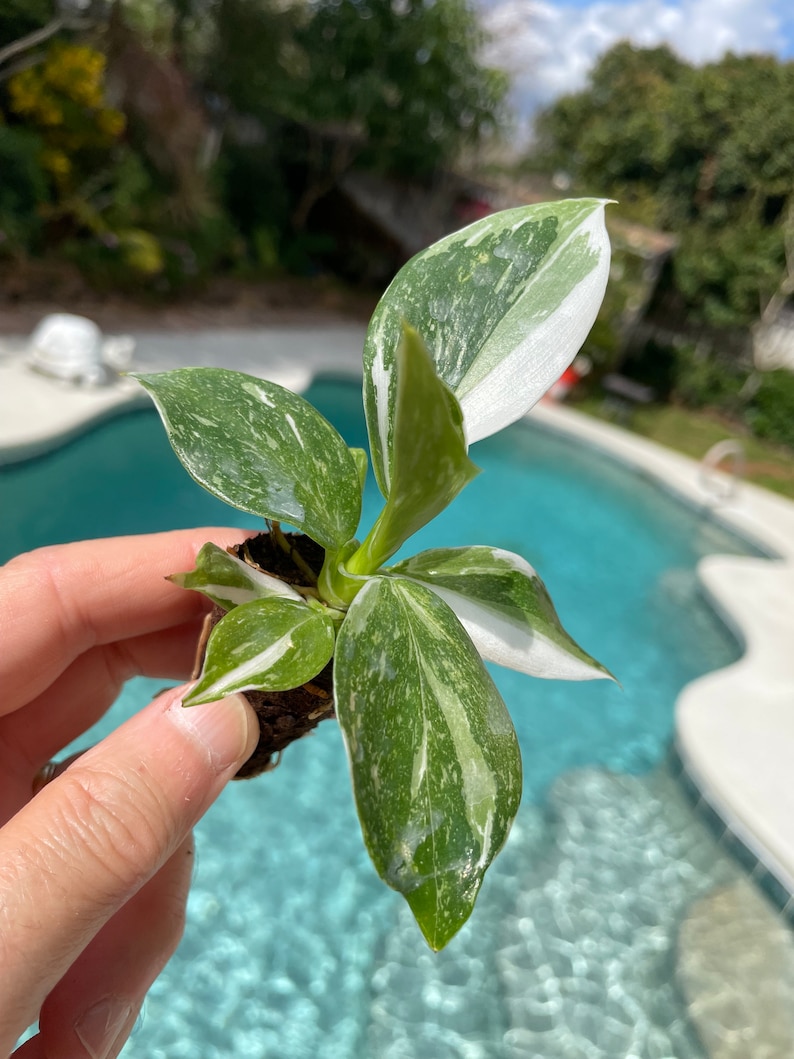 Puede incluir: Una peque&ntilde;a planta de interior variegada con hojas blancas y verdes. La planta est&aacute; siendo sostenida por una mano, y el fondo es una imagen borrosa de una piscina.
