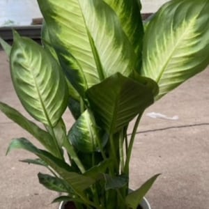Dieffenbachia   “Tropic Marianne” starter plant **(ALL starter plants require you to purchase any 2 plants)**