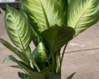 Dieffenbachia   “Tropic Marianne” starter plant **(ALL starter plants require you to purchase any 2 plants)**