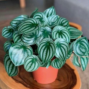 Plante de démarrage Peperomia pastèque ** (TOUTES les plantes de démarrage nécessitent l'achat de 2 plantes) **