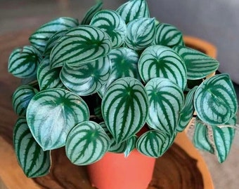 Peperomia Watermelon Starter Plant **(ALL starter plants require you to purchase any 2 plants)**