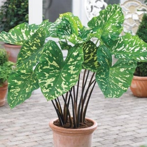 Alocasia Hilo Beauty starter plant.*** Please note all starter plants require you to purchase 2 plants****