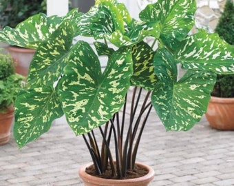 Alocasia Hilo Beauty starter plant.*** Please note all starter plants require you to purchase 2 plants****