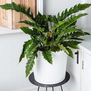 Philodendron Narrow Starter Plant(ALL STARTER PLANTS require you to purchase 2 plants!