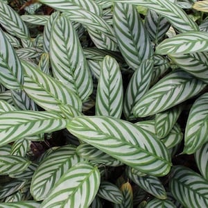 Calathea “never never” Plant **ALL starter plants require you to purchase 2 plants! **