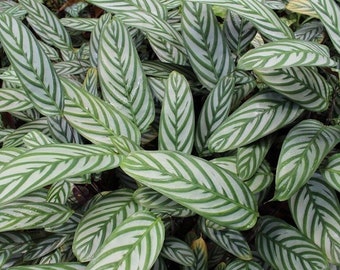 Calathea “never never” Plant **ALL starter plants require you to purchase 2 plants! **