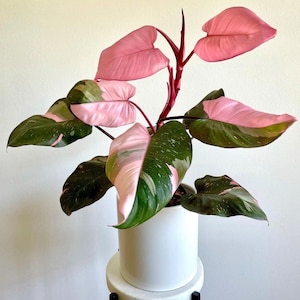 Philodendron Pink Princess PPP ALL starter plants require you to purchase any 2 plants image 1