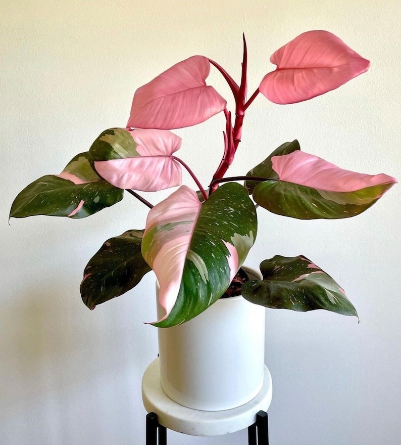 Philodendron Pink Princess PPP ALL starter plants require you to purchase any 2 plants image 1