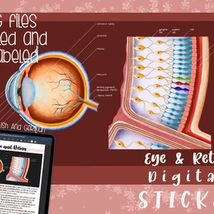 Eye and Retina Digital Sticker | Biology | GoodNotes | printable | teaching | school | school