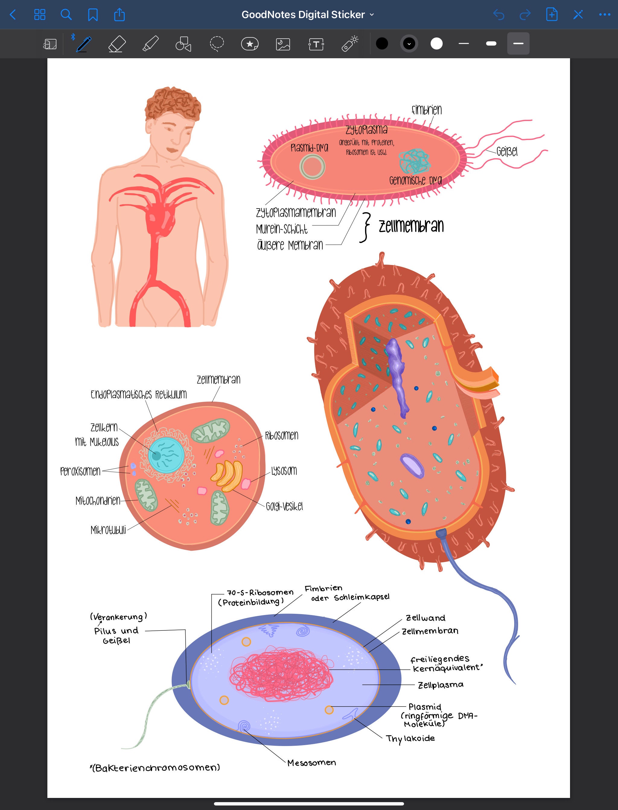 Biology Digital Sticker Set for GoodNotes | digital notes | printable |  teaching | school | Schule | Journaling | Download | Clipart - Etsy Schweiz, image size:2048x2684