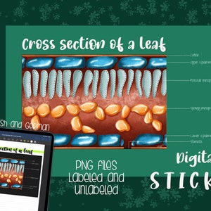 Cross section of a leaf / Blattquerschnitt Digital Sticker Biology | GoodNotes | printable | teaching | school | school