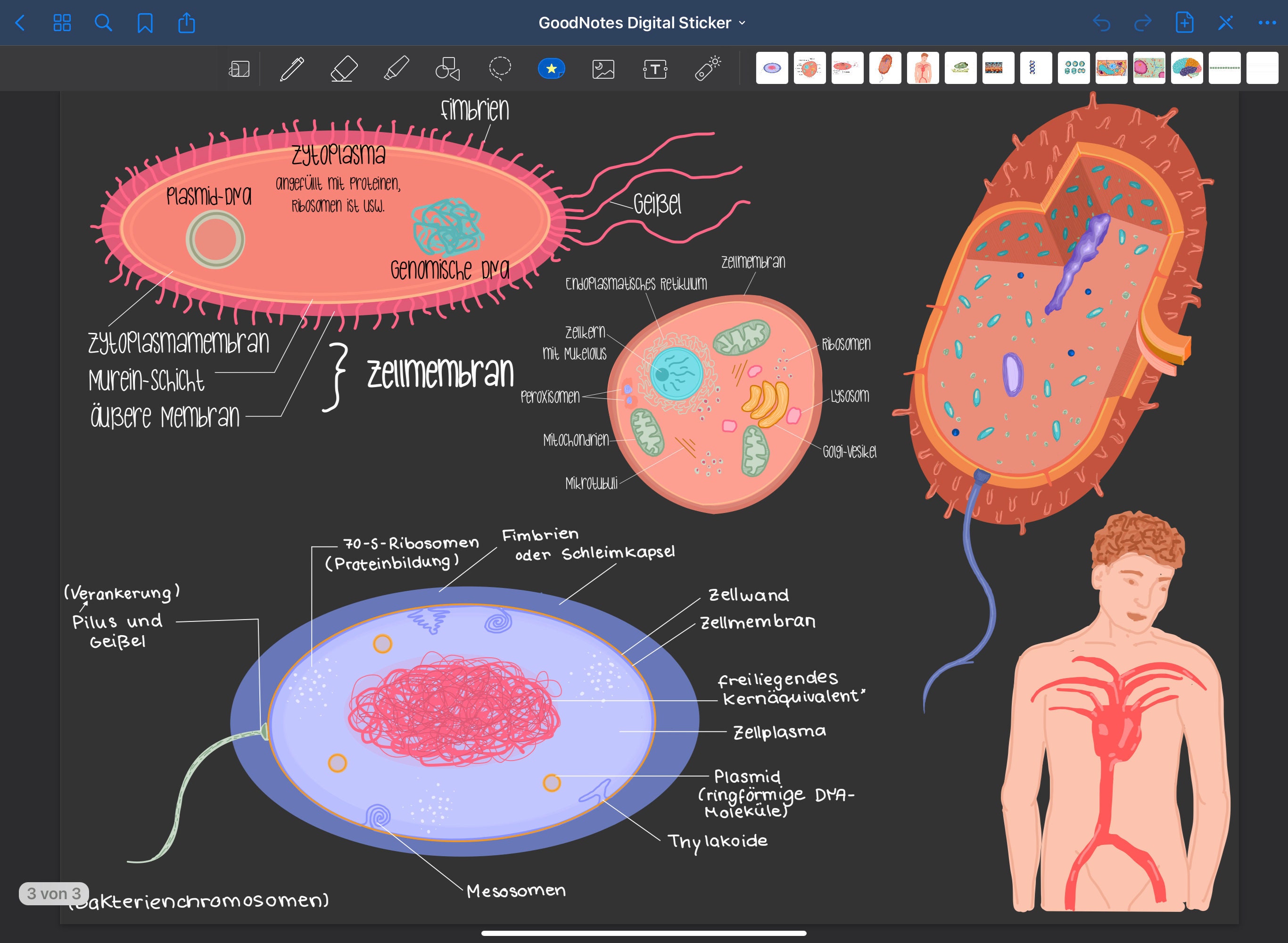 Pflanzenzellen Pflanzenzellen, Pflanzenzelle, Biologie, Pflanzenzellen PNG  und PSD Datei zum kostenlosen Download, image size:2732x2000
