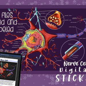 Könnte beinhalten: Ein digitaler Sticker mit einer detaillierten Illustration einer Nervenzelle mit Beschriftungen in Englisch und Deutsch. Die Illustration zeigt die Struktur der Zelle, einschließlich Axon, Dendriten und Zellkern. Der Sticker ist perfekt für Schüler, Lehrer oder alle, die sich für Biologie interessieren.