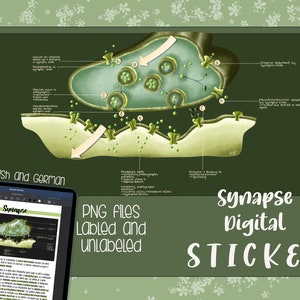 May include: Digital sticker featuring a detailed illustration of a synapse, with labeled components and arrows indicating processes. The image includes the text "Synapse Digital Sticker" and "PNG Files Labeled and Unlabeled."