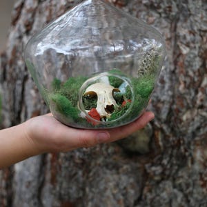Bobcat Skull Terrarium