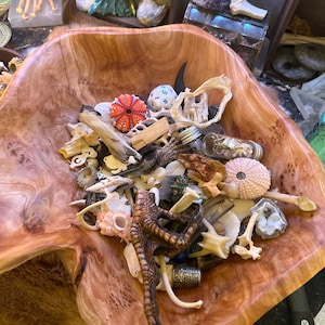 May include: A wooden bowl filled with various objects, including a small red and white sea urchin, a small blue and white dice, a small glass bottle, a small white seashell, a small brown bird foot, and a small white bone.