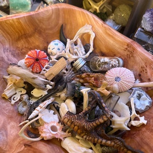 May include: A wooden bowl filled with a collection of natural curiosities. The assortment includes bones, shells, a bird's foot, sea urchins, and small glass vials. The bowl's wood grain is visible, and the items are arranged in a visually appealing manner.