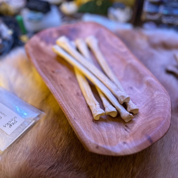 LARGE coyote leg throwing bones for osteomancy