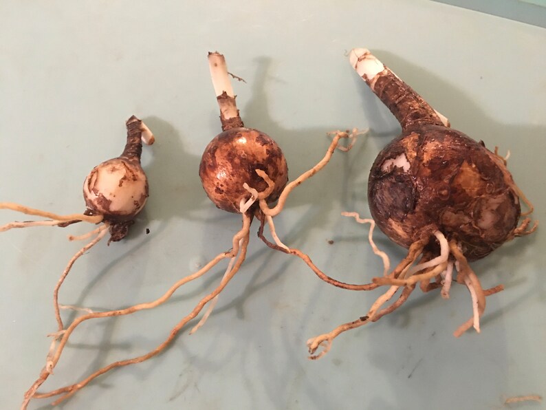 3 RED SPIDER Lily Bulbs Etsy