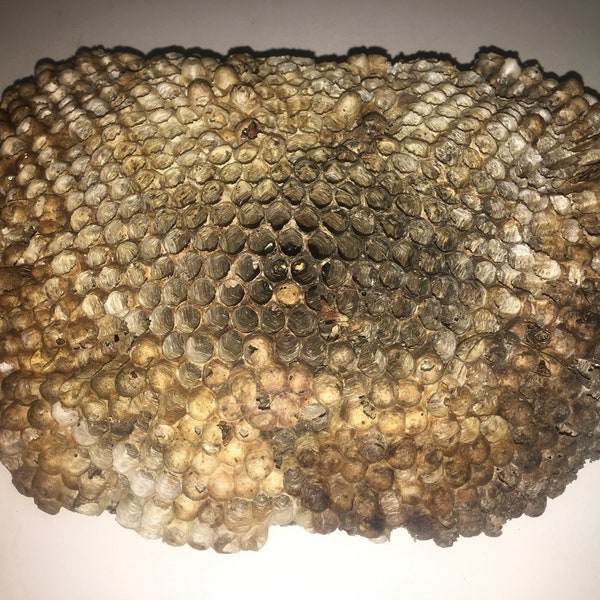 9” NATURAL WASP NEST/Forest Finds