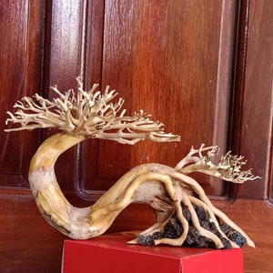 Aquarium bonsai, aquatic layout, lava rock