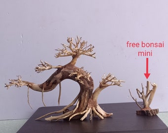 hopping bonsai 28 Year Old Golden Joy Shimpaku Chinese Juniper Specimen Cascade Bonsa main image 0