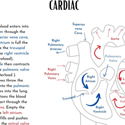cardiac-blood-flow-need-to-know-terms-etsy