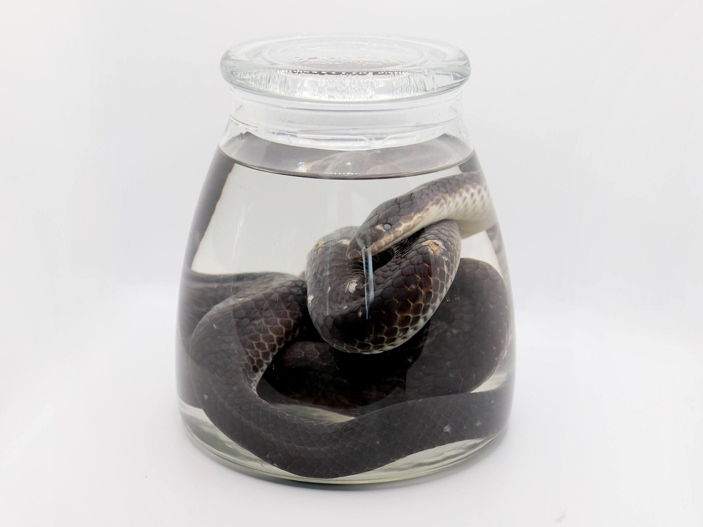 Wet Specimen Western Hognose Snake Taxidermy Mount Fo vrogue.co