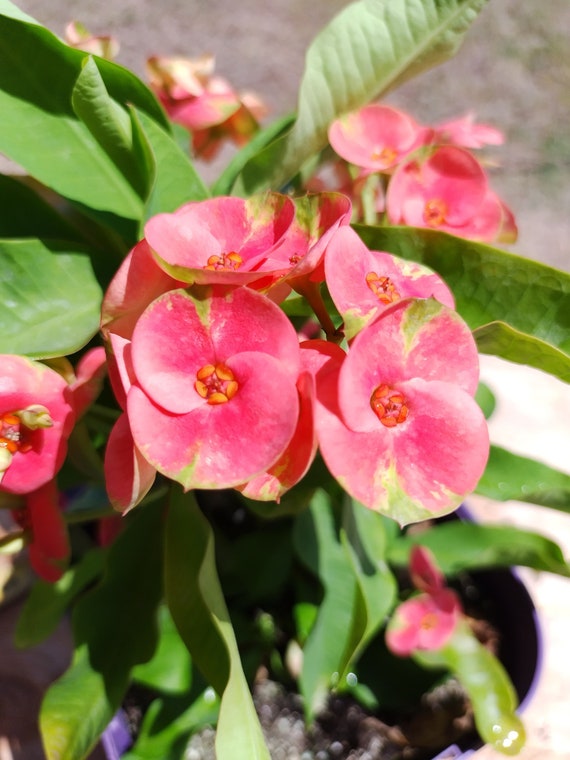 Forest Flame Crown of Thorns Mature Plant/ Euphorbia Milii/ - Etsy