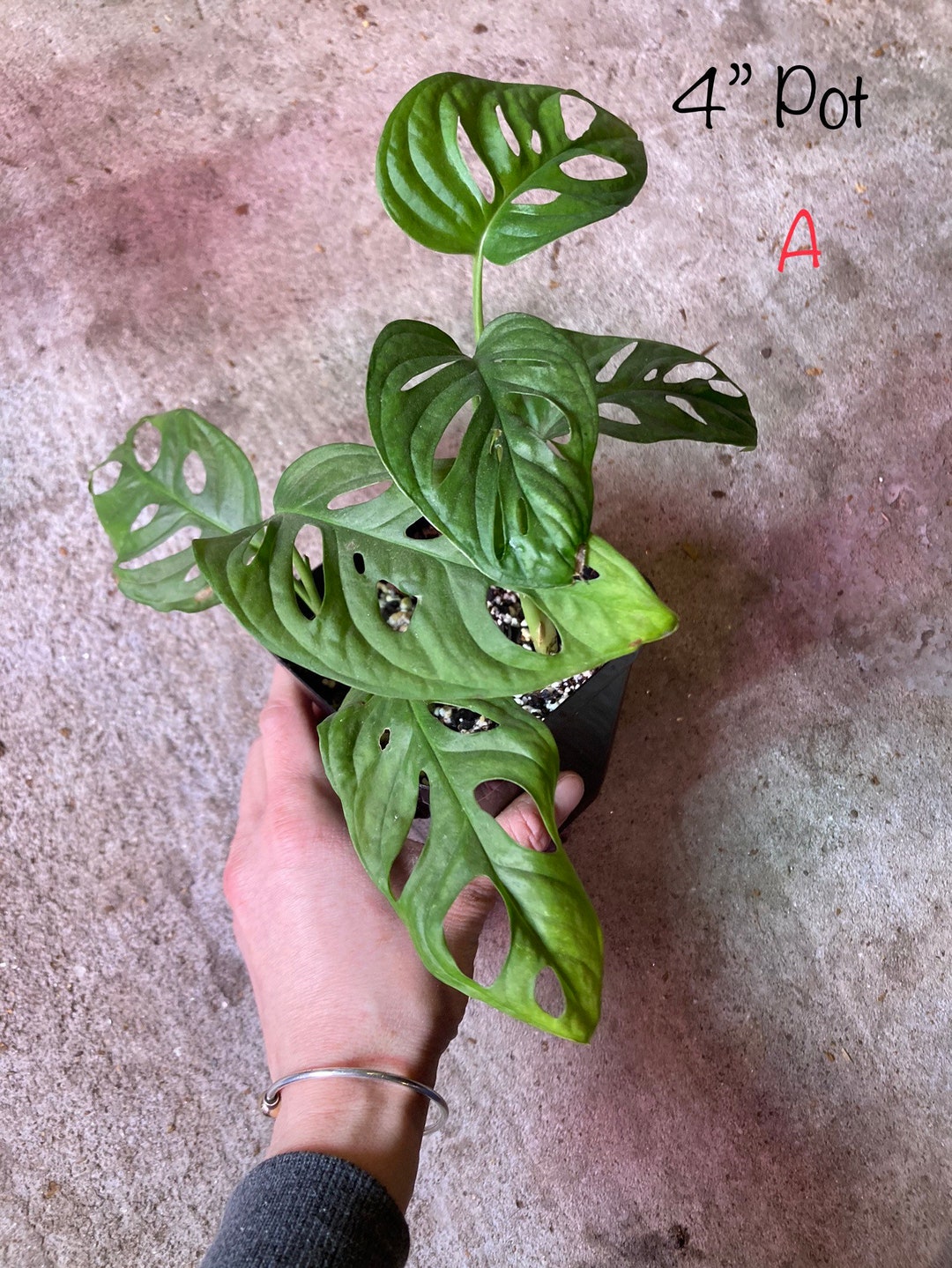 Monstera Adansonii Swiss Cheese Vine Indoor/outdoor Live Plant Etsy