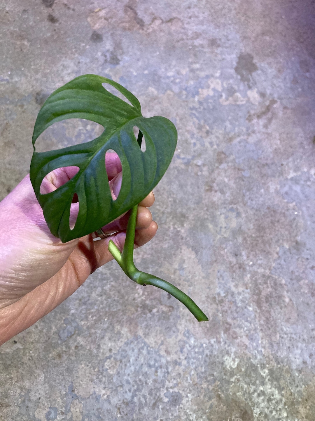 Monstera Adansonii Swiss Cheese Vine Indoor/outdoor Live Plant