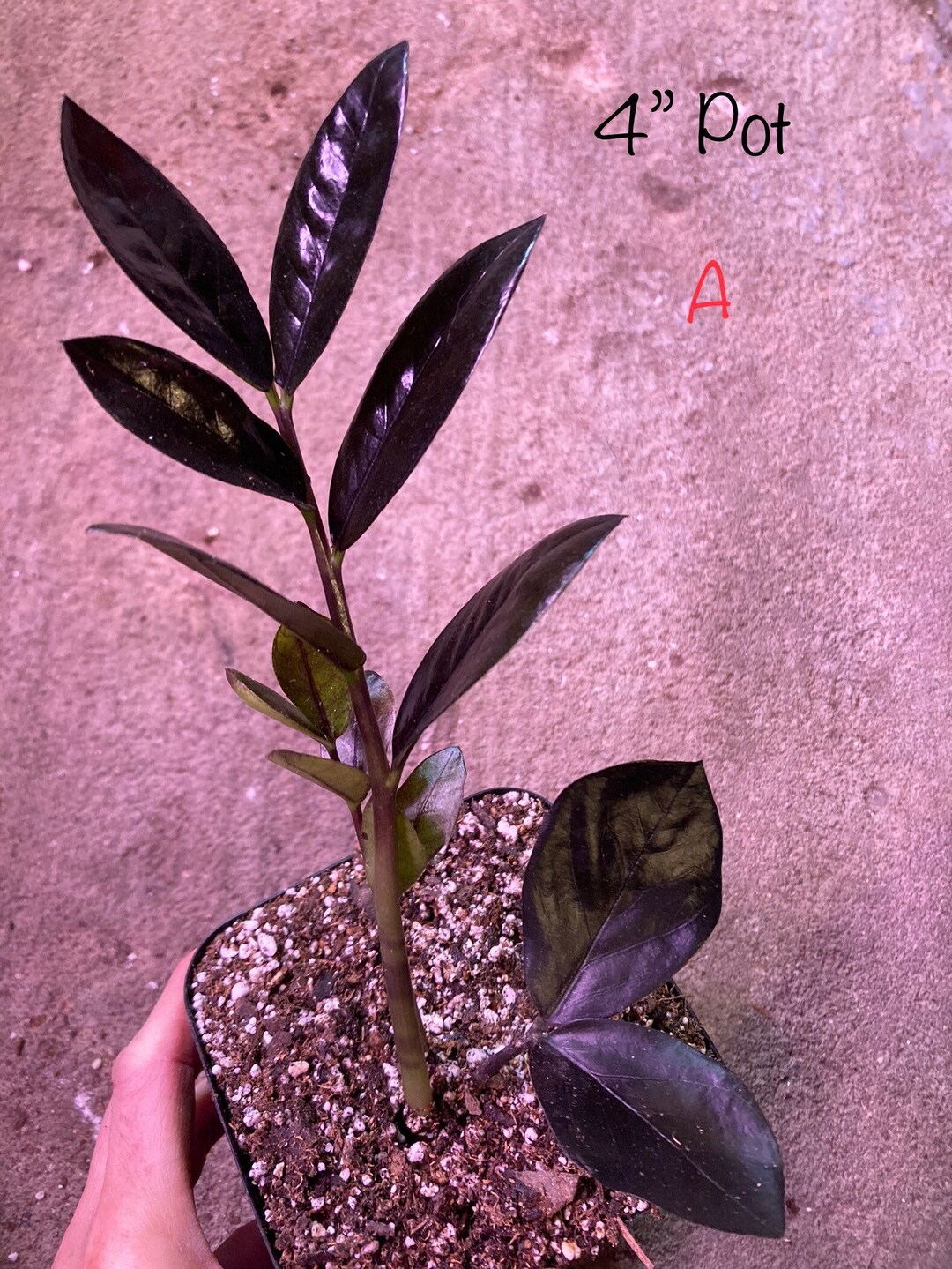 Raven ZZ Plant CHOOSE Your Own Plant Black ZZ Zamioculcas Etsy