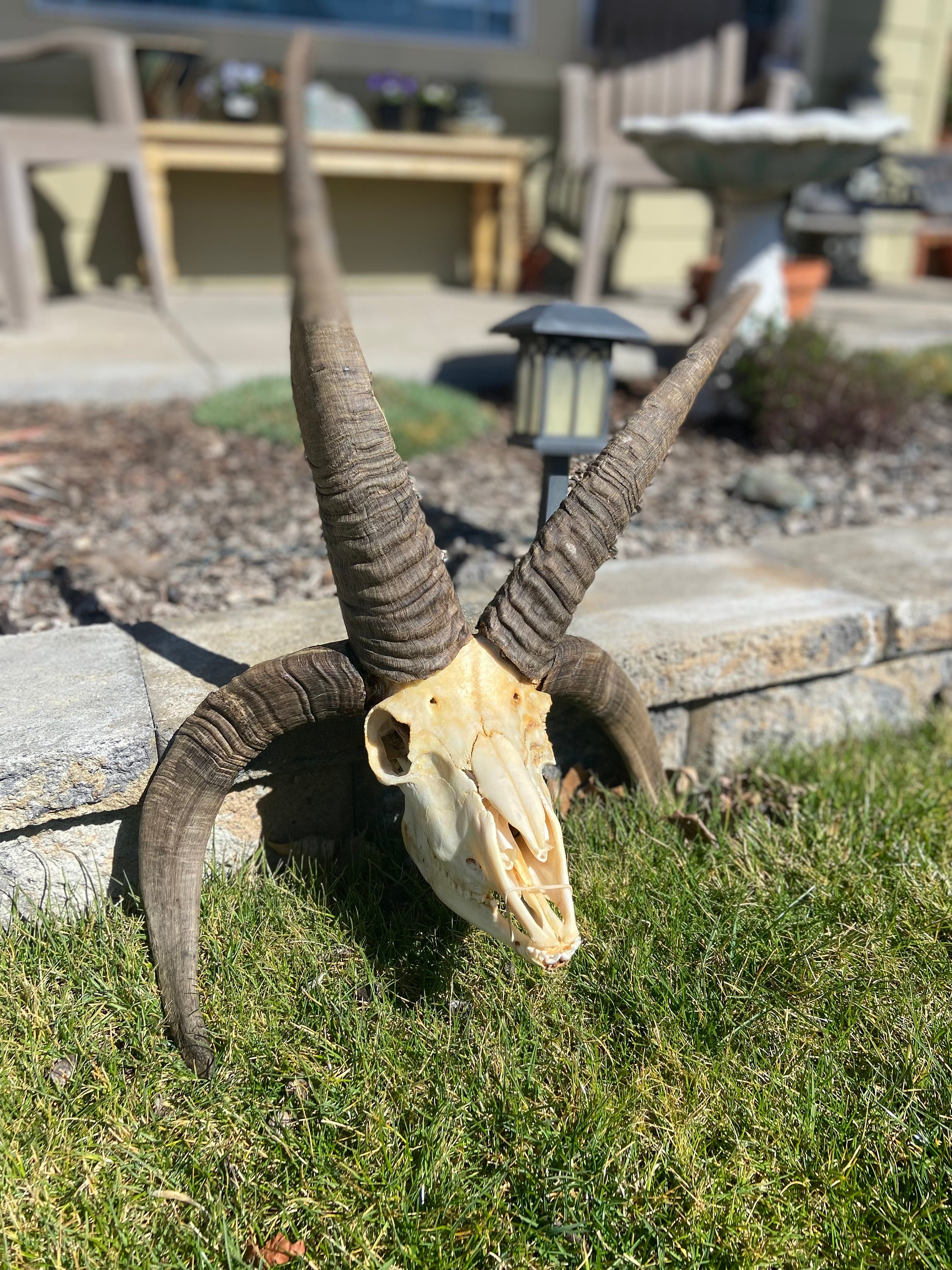 Jacobs Ram Skull - Etsy