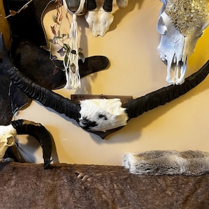 Water Buffalo Horns