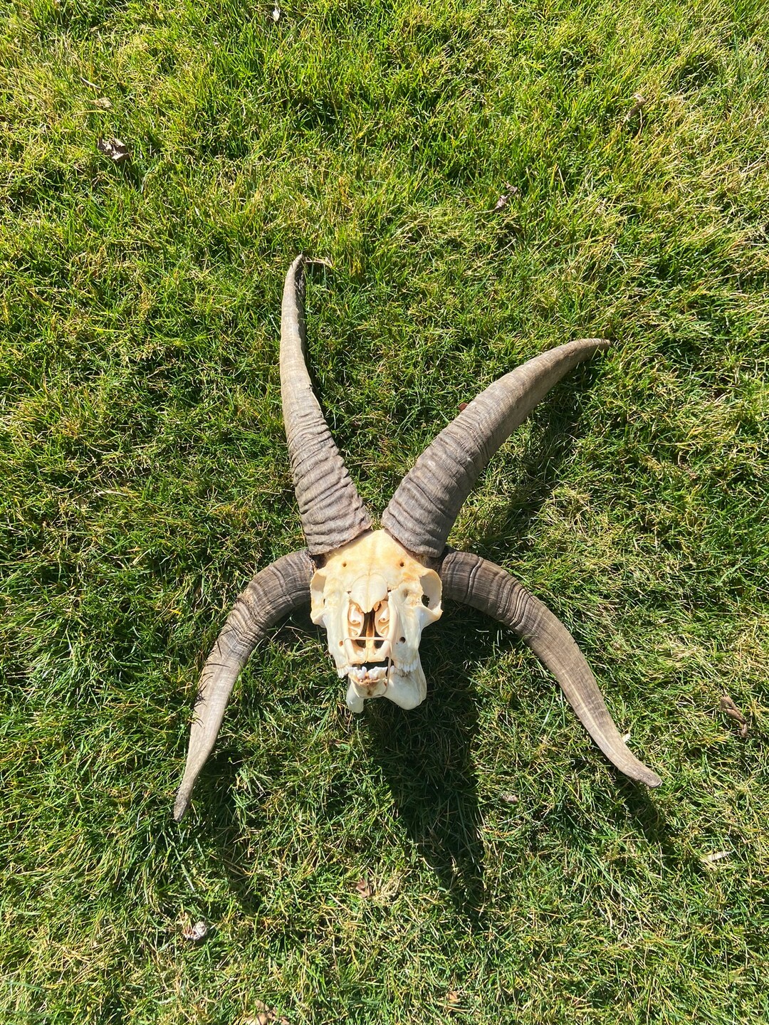 Jacobs Ram Skull - Etsy