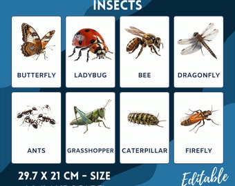 Insects - 25 Editable Flashcards - Pre School - Educational Flashcards - PDF Flashcards - Ready To Print Flashcards