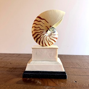 Puede incluir: Una concha de nautilo con rayas marrones y crema montada sobre una base rectangular escalonada de color blanco roto. La base presenta una capa inferior negra sólida. La concha está colocada en posición vertical, mostrando su espiral.