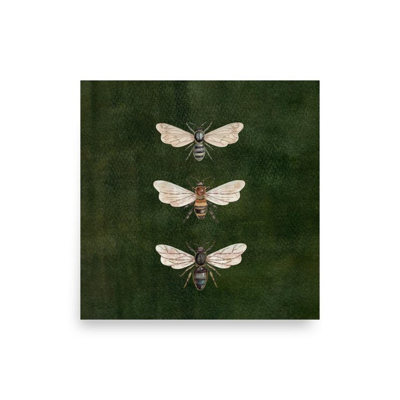 Vintage Bee Illustration,Vintage Insect Print, Dark Moody Nature Poster, Moth  Art, Dark Academia Decor, Vintage Entomology Art Print