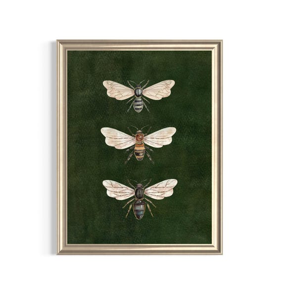 Vintage Bee Illustration,Vintage Insect Print, Dark Moody Nature Poster, Moth  Art, Dark Academia Decor, Vintage Entomology Art Print