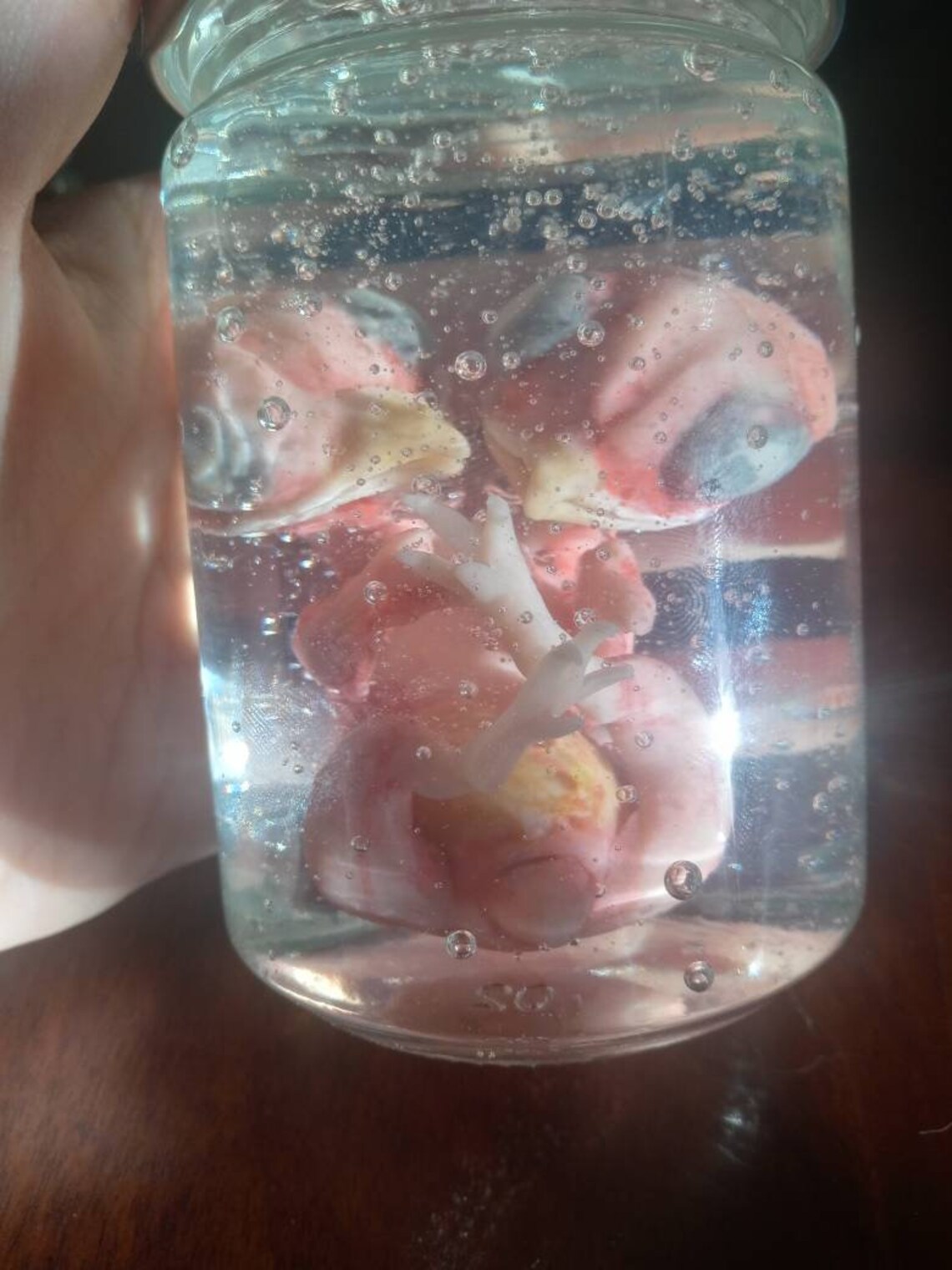 Faux Two Headed Bird Embryo Fetus Wet Specimen Etsy Sweden