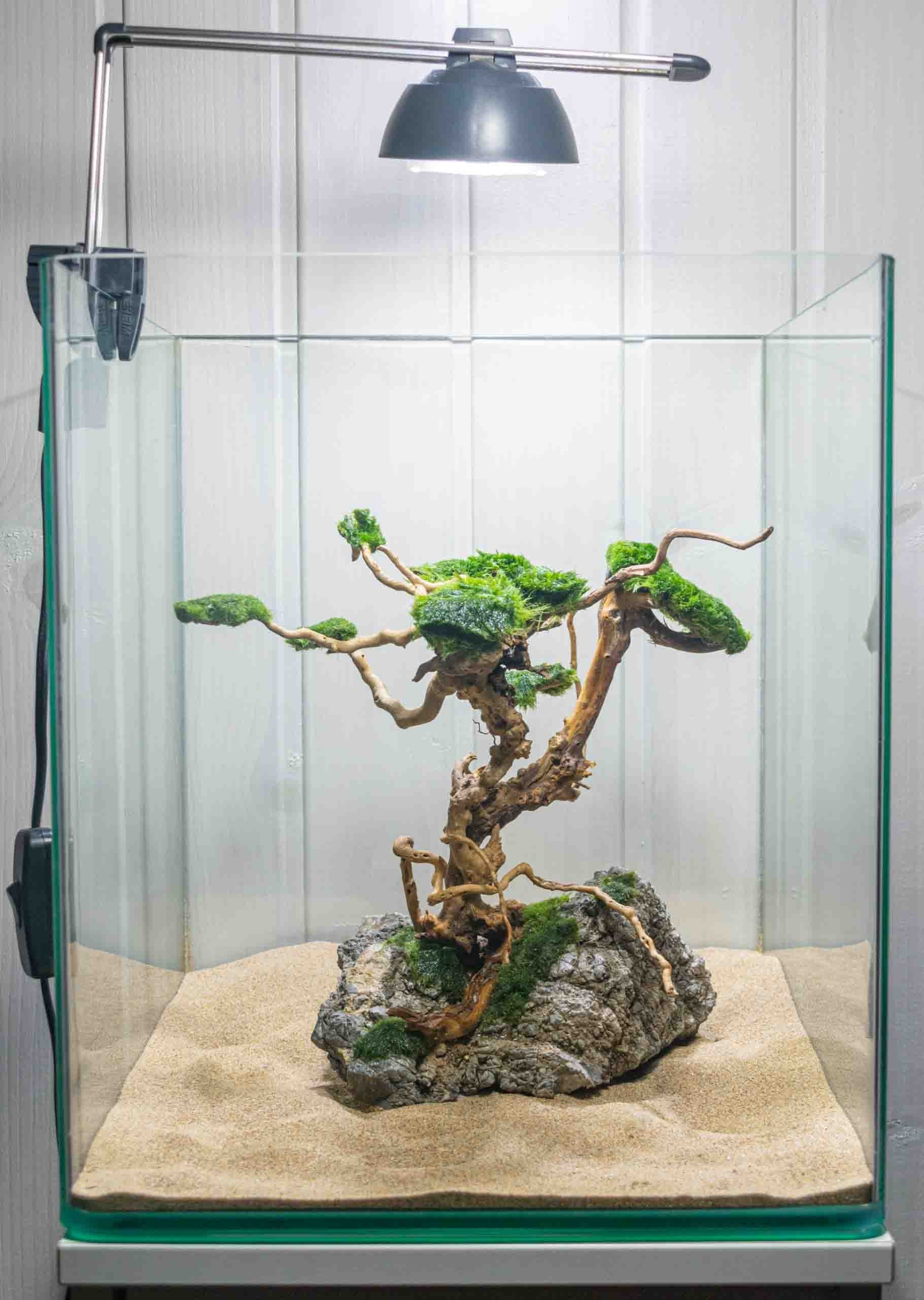 regio Agrarisch Conclusie Aquarium bonsai tree - Etsy België