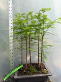 5 Bald Cypress Tree Bonsai - Forest planting