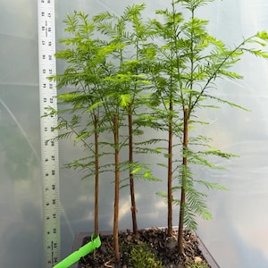 Bonsai Tree Bamboo - Etsy