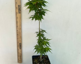 Mikawa Yatsubusa Seedling - Japanese Maple - not grafted - (bonsai starter or landscape)